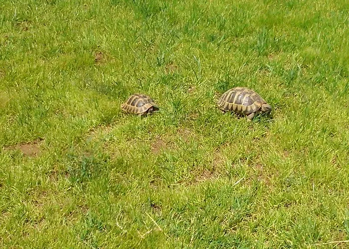 Villa Evmorfes Villas *